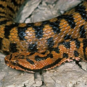 Buy Vipera Aspis Snake Venom Online